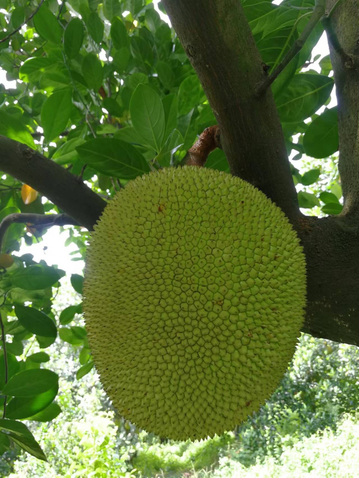 甜过初恋的金菠萝蜜 肉质Q弹 汁液爆甜 甜而不腻，菠萝蜜树苗