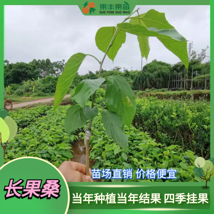 台湾四季长果桑苗 无籽大十果桑桑葚苗南北方种植