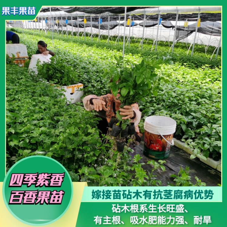 四季紫香百香果苗反季节结果丰产种植技术