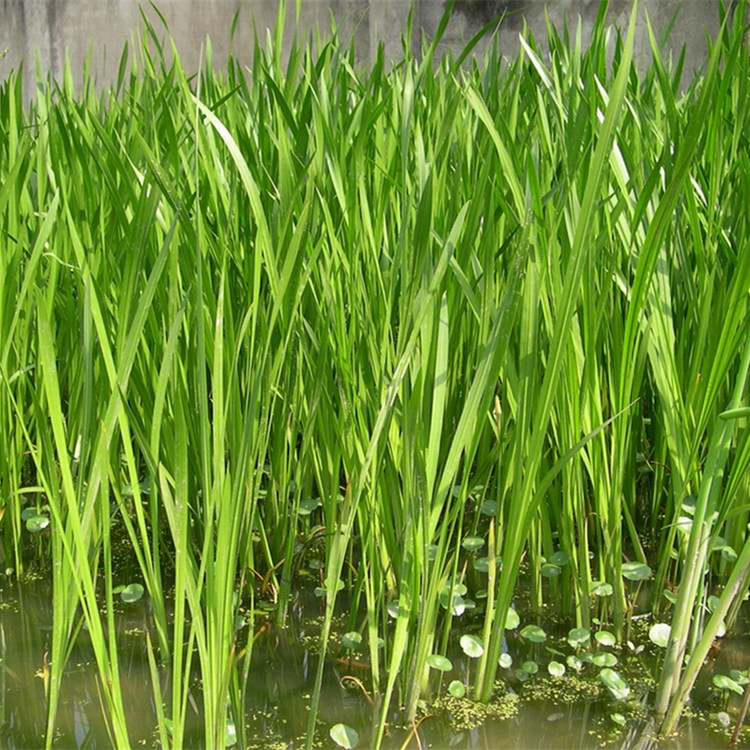 菖蒲 水生植物 耐寒 河道水边潜流湿地种植 根茎完整易成活