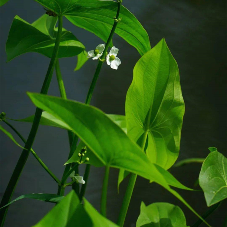 茨菇苗 慈姑种球和盆栽苗 耐寒水生植物 包施工包成活