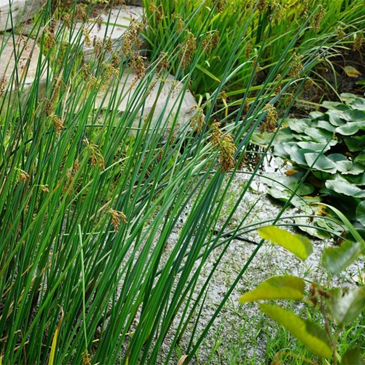 水葱 花叶水葱 耐寒水生植物 适合水边潜流湿地浅水种植