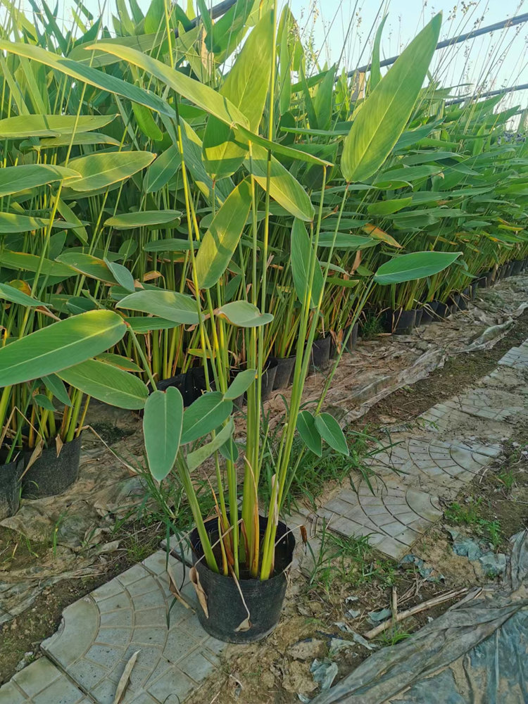 再力花 盆栽和裸根苗 价格低 生长快 浅水种植水生植物