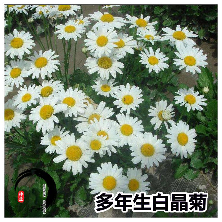 天津紫花苜蓿绿肥种子专卖