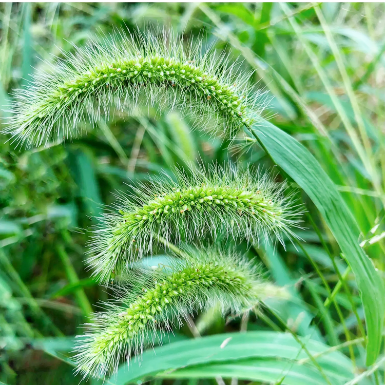 护坡狗尾草种子 园林绿化观赏狗尾巴草 耐寒耐旱多年生草籽