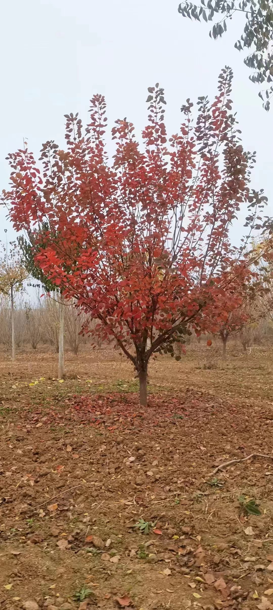 黄栌