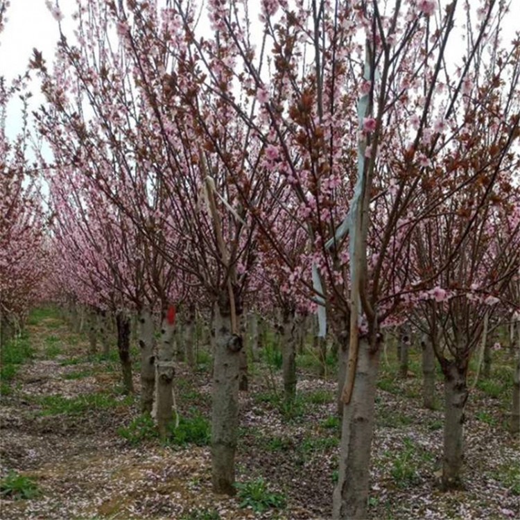 苗圃出售梅花 12公分13公分14公分美人梅供应