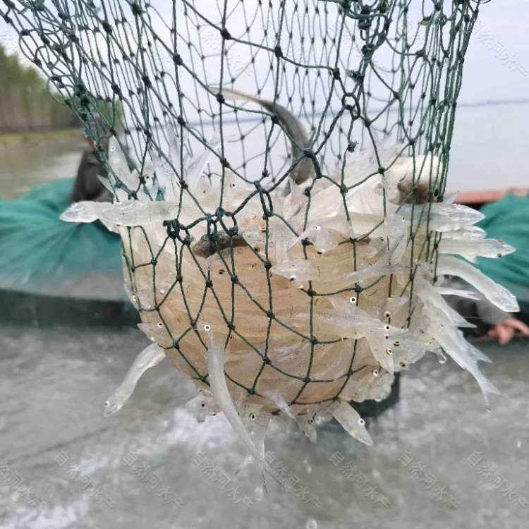 黑龙江渔场批发银鱼卵价格 连环湖银鱼卵价格