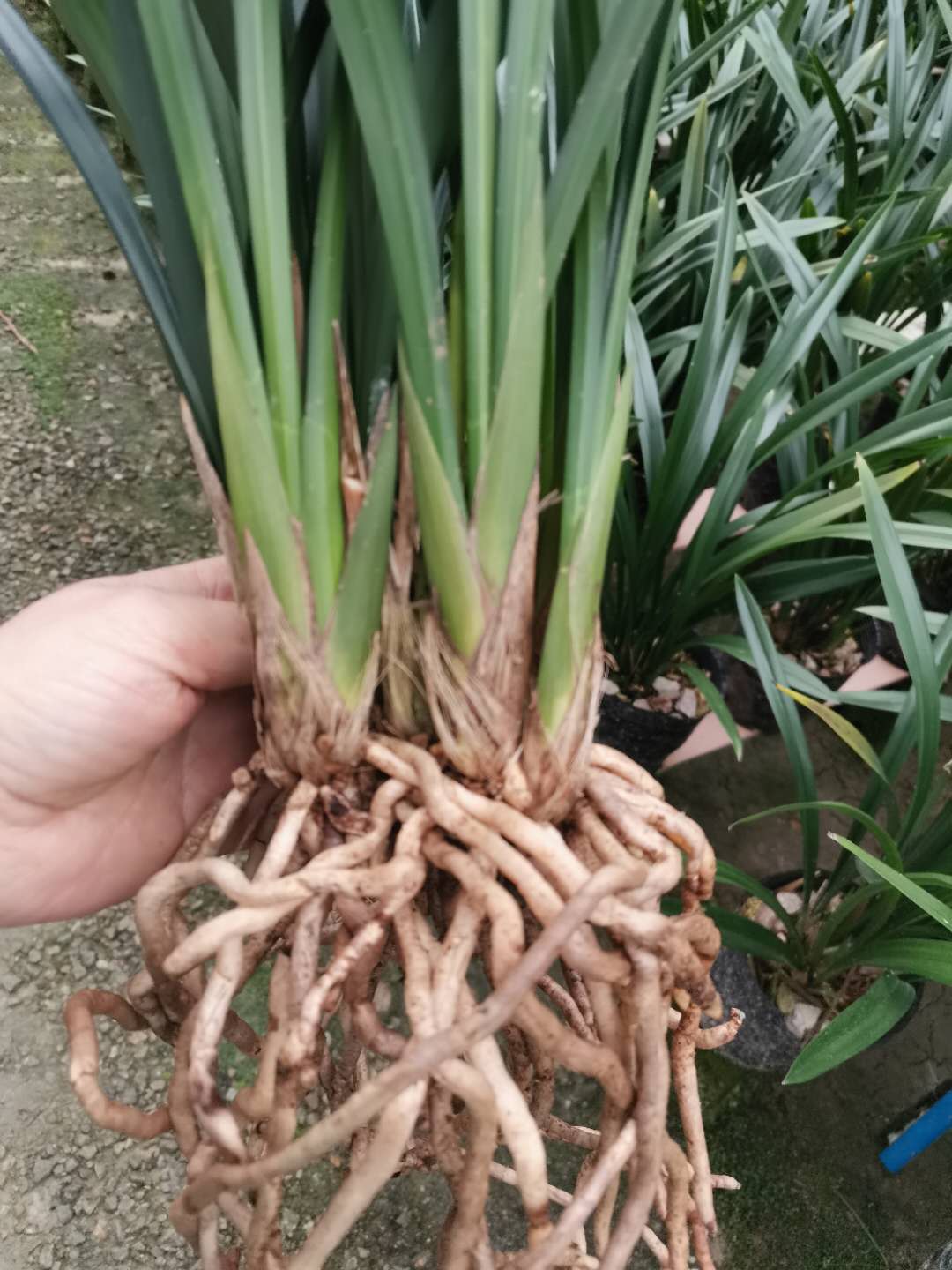 兰花墨兰企黑当年开花室内盆栽绿植精品清香型年宵花春节开花