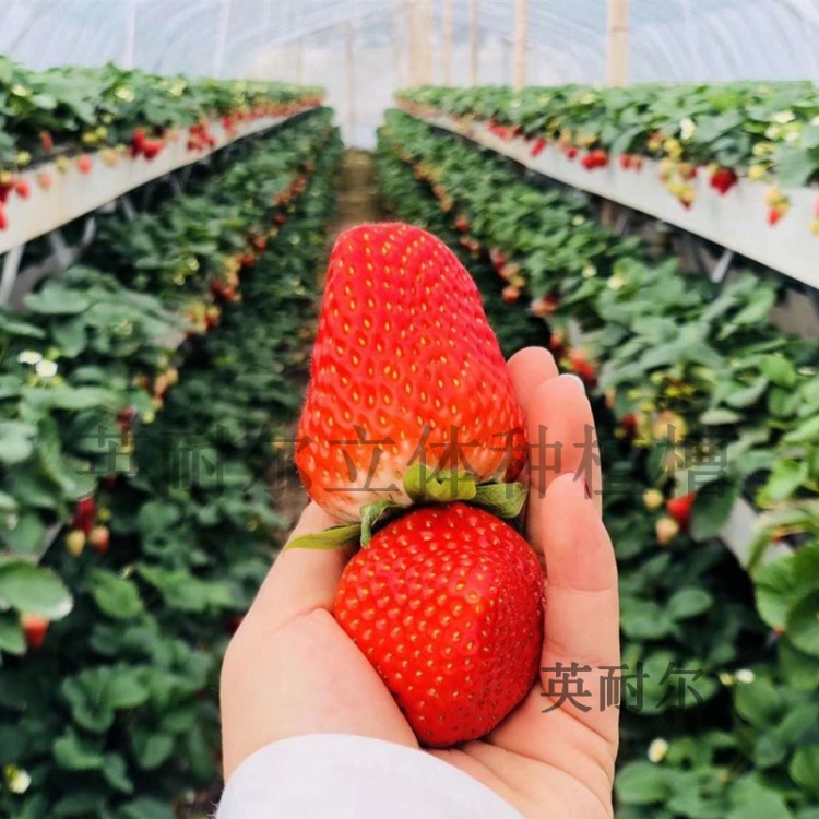 英耐尔草莓立体栽培槽 立体栽培种植架