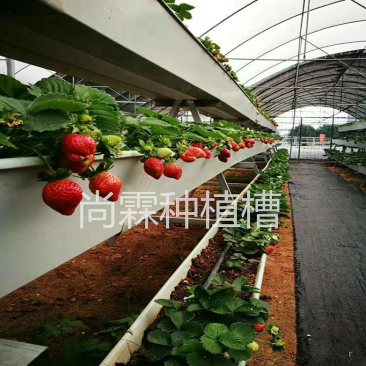 尚霖草莓基质槽 大棚草莓立体种植槽