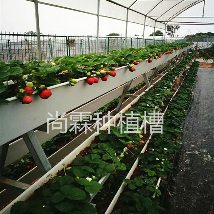 采摘园草莓栽培槽 大棚立体式草莓种植槽 草莓架