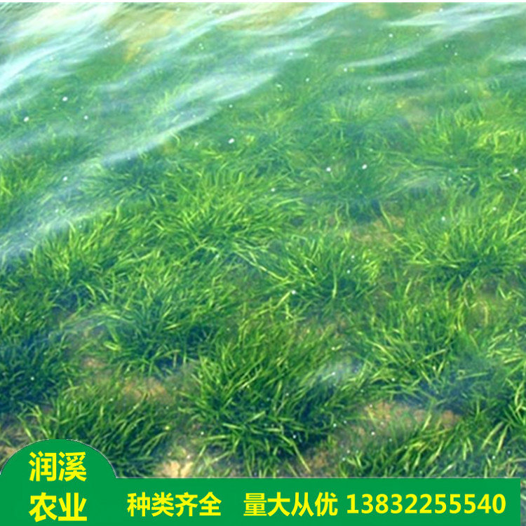 沉水植物 矮生枯藻