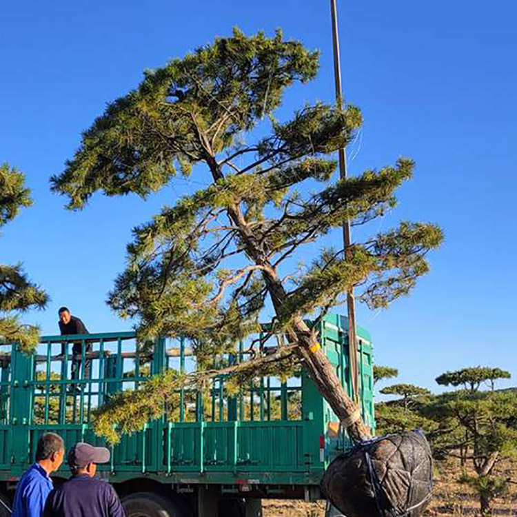 造型景观松