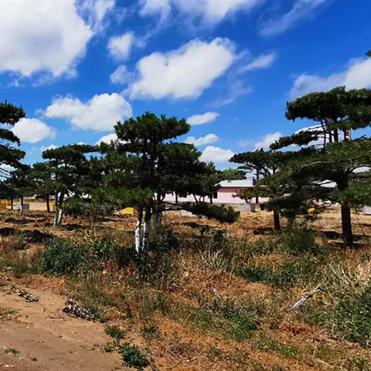 造型景观松基地