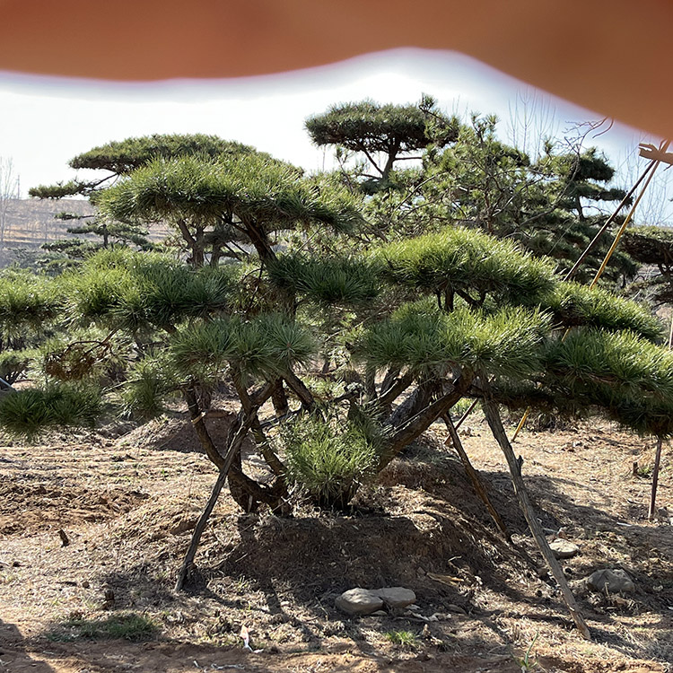 造型景观松