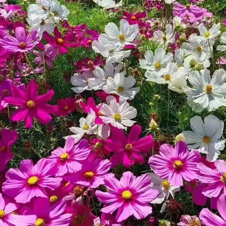 百日草种子 混色百日菊 矮杆百日菊 单色百日草种子