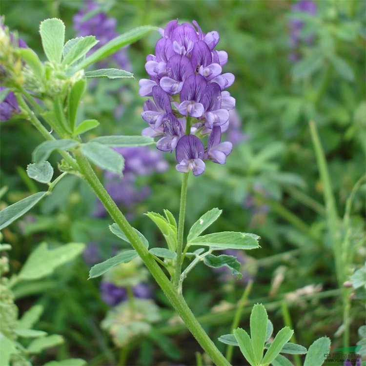 进口紫花苜蓿种子 苜蓿籽 紫花苜蓿草种 苜蓿籽