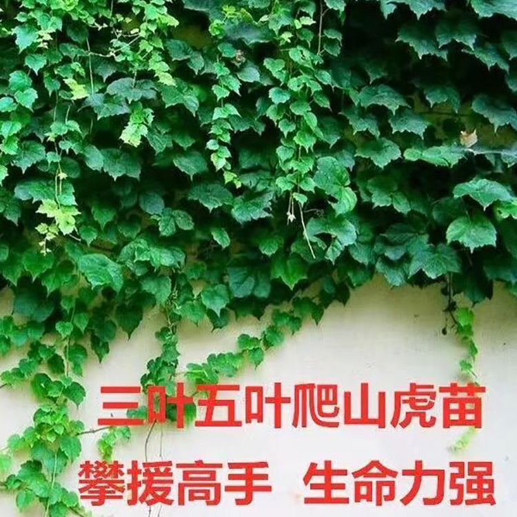 爬山虎种植效果