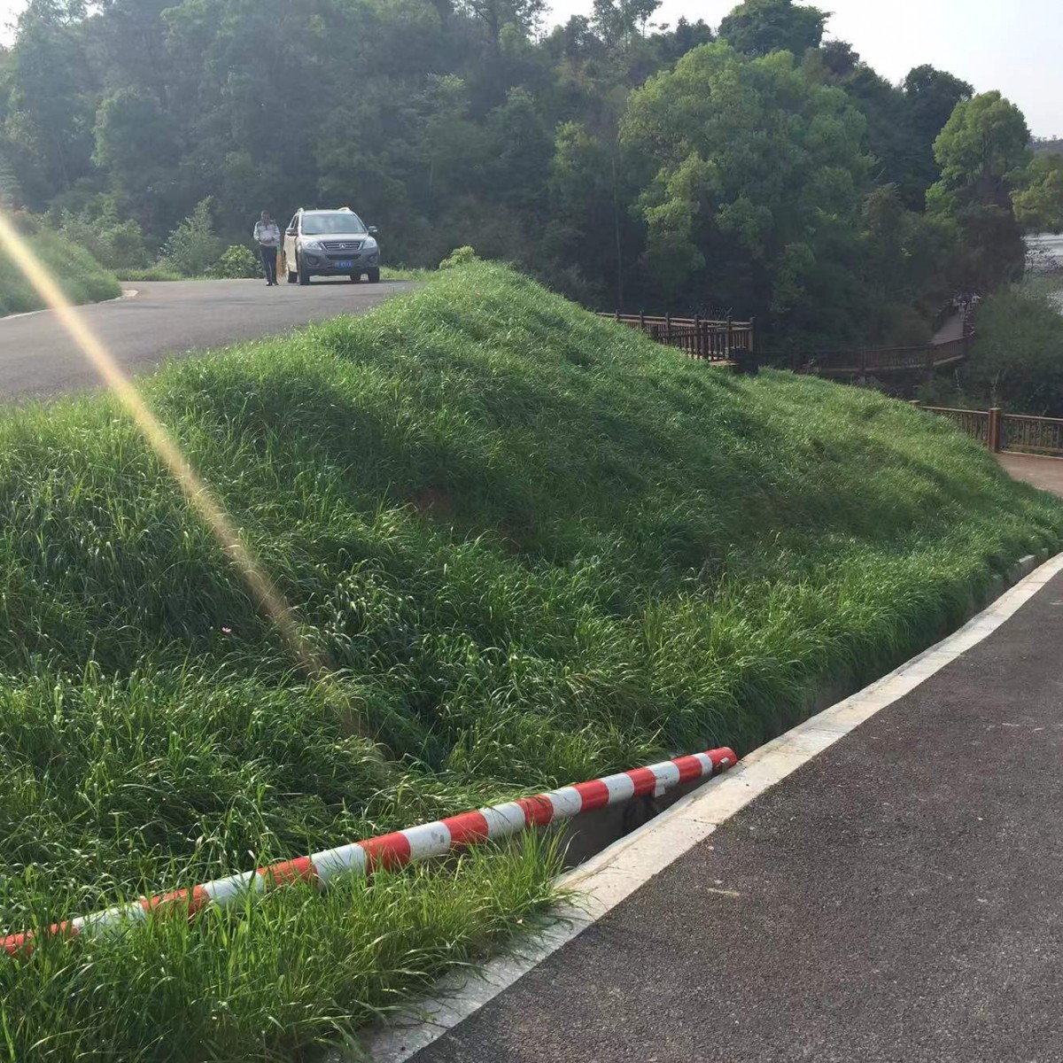 矿山复绿草种道路绿化草种批发