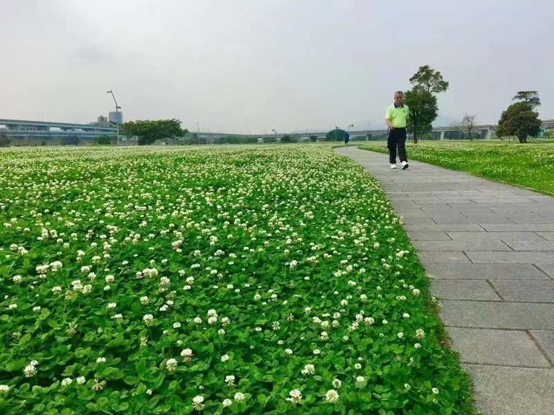 白三叶草籽 绿化三叶草种子 红白三叶草种子