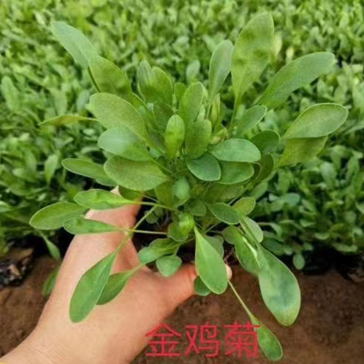 金鸡菊