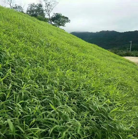 狼尾草种子 护坡草籽 绿化草籽 绿化狗尾草草种