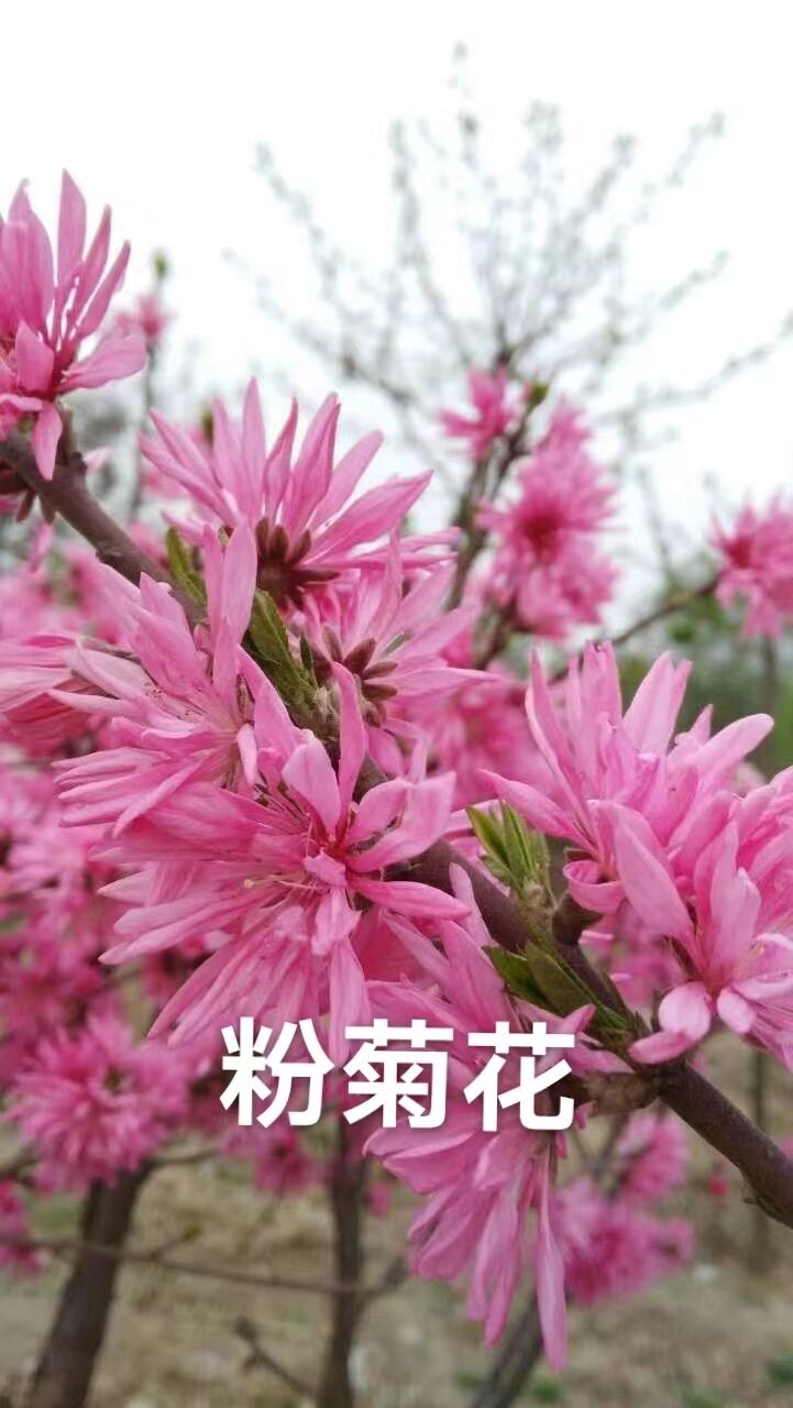 粉菊花 红菊花碧桃