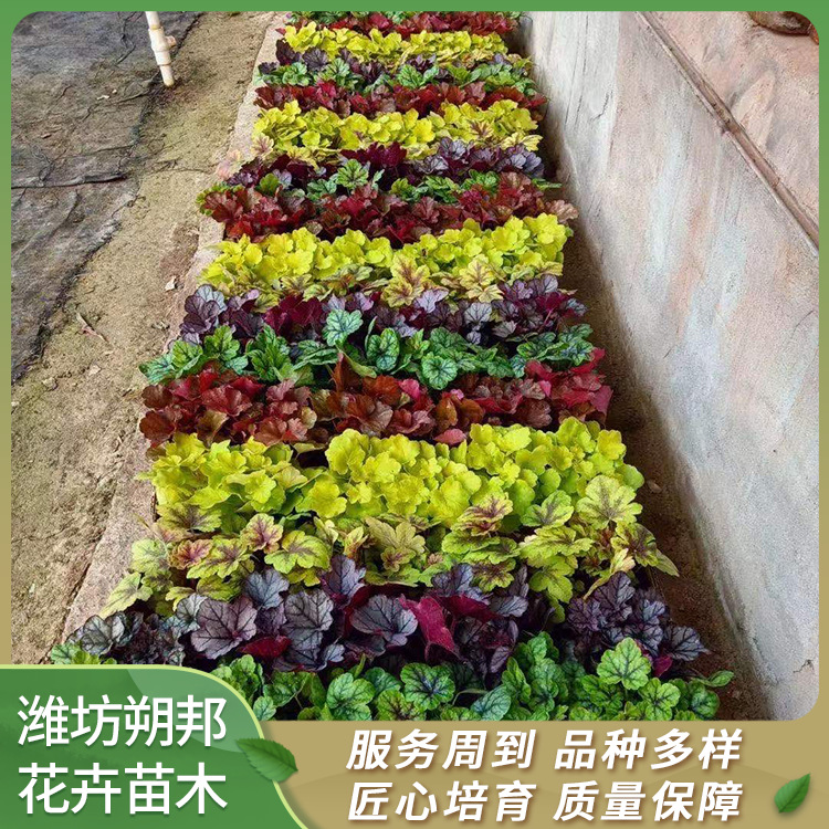 矾根种植基地 多色系植物 耐寒抗旱零下三十度可用