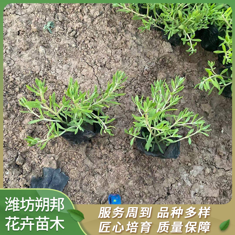 金叶佛甲草 苗圃批发基地 供应绿化工程 花海用苗