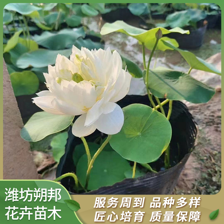 耐寒盆栽荷花苗 水生花卉苗 适合夏季种植