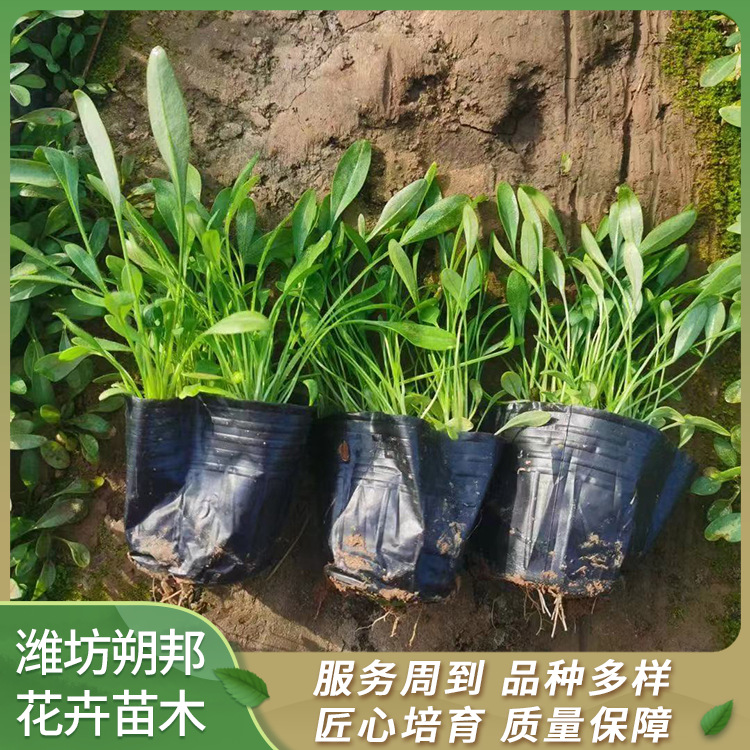 金鸡菊批发 大花重瓣 多年生宿根草花种植基地