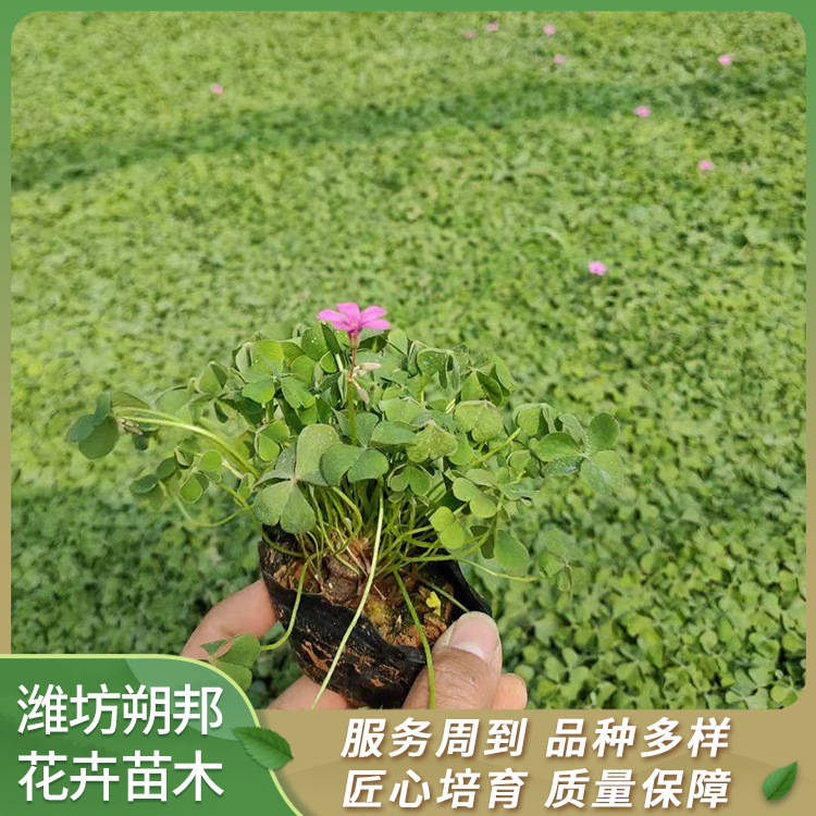 红花醡浆草 多年生草花植物  基地供货