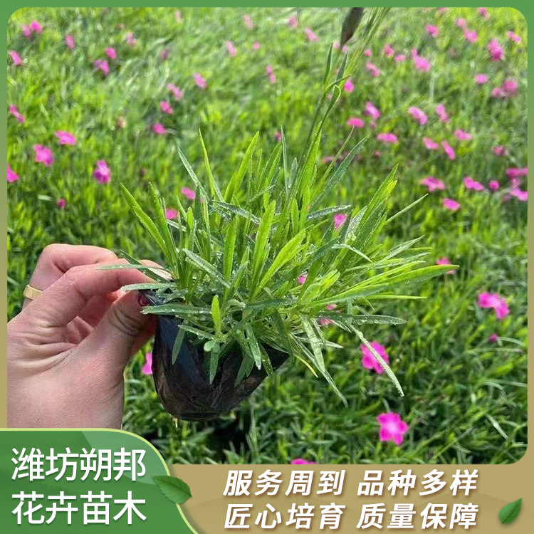 欧石竹盆栽批发 园林花海植物 冬季城市花坛租摆