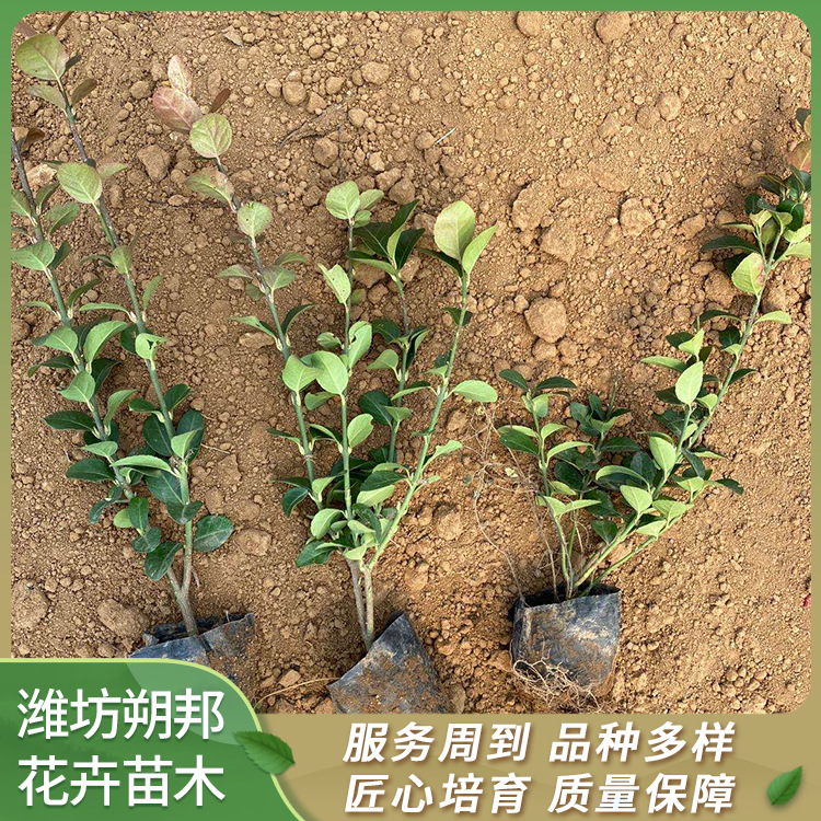 卫矛 常绿灌木 绿化种植 工程用苗 供应各种规格