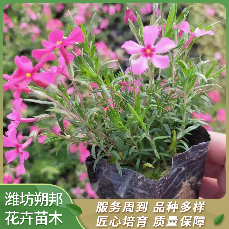 福禄考 芝樱 时令草花 基地种植 适合观赏 户外栽种