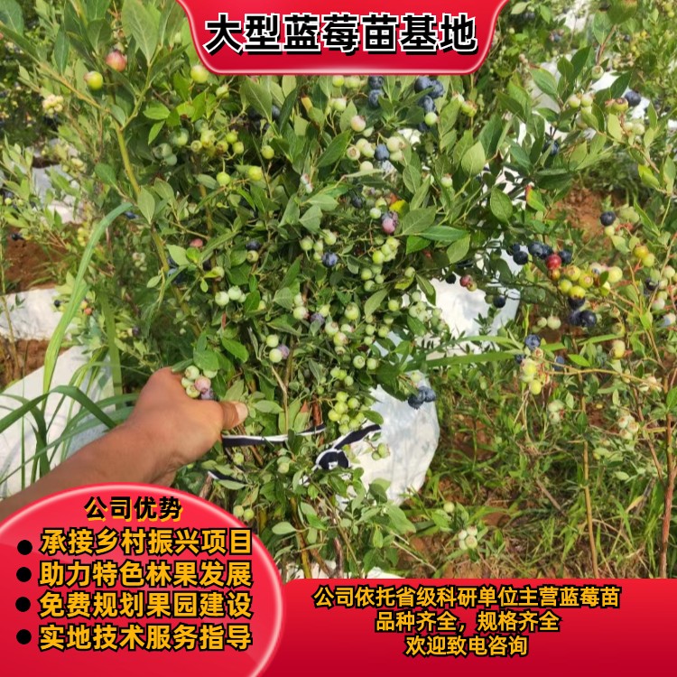 蓝莓苗基地 免费指导规划 欢迎致电咨询