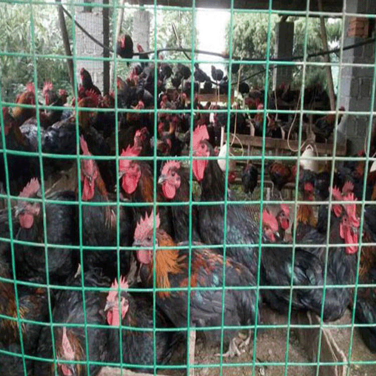 绿色养殖铁丝围网