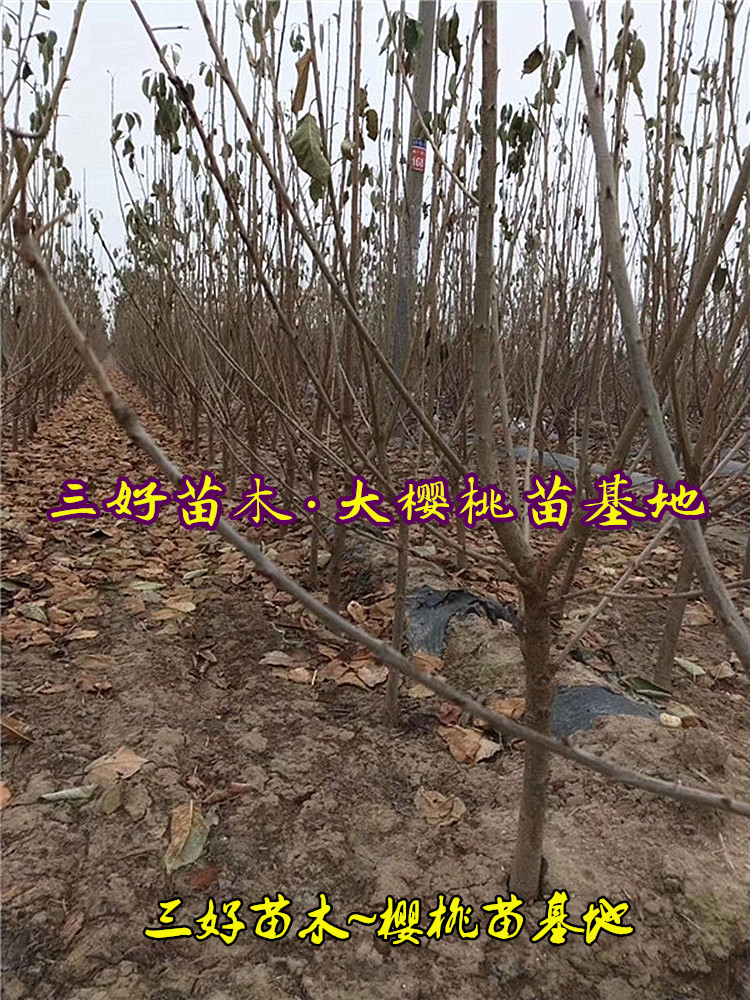 美早樱桃品种特点基地种植区