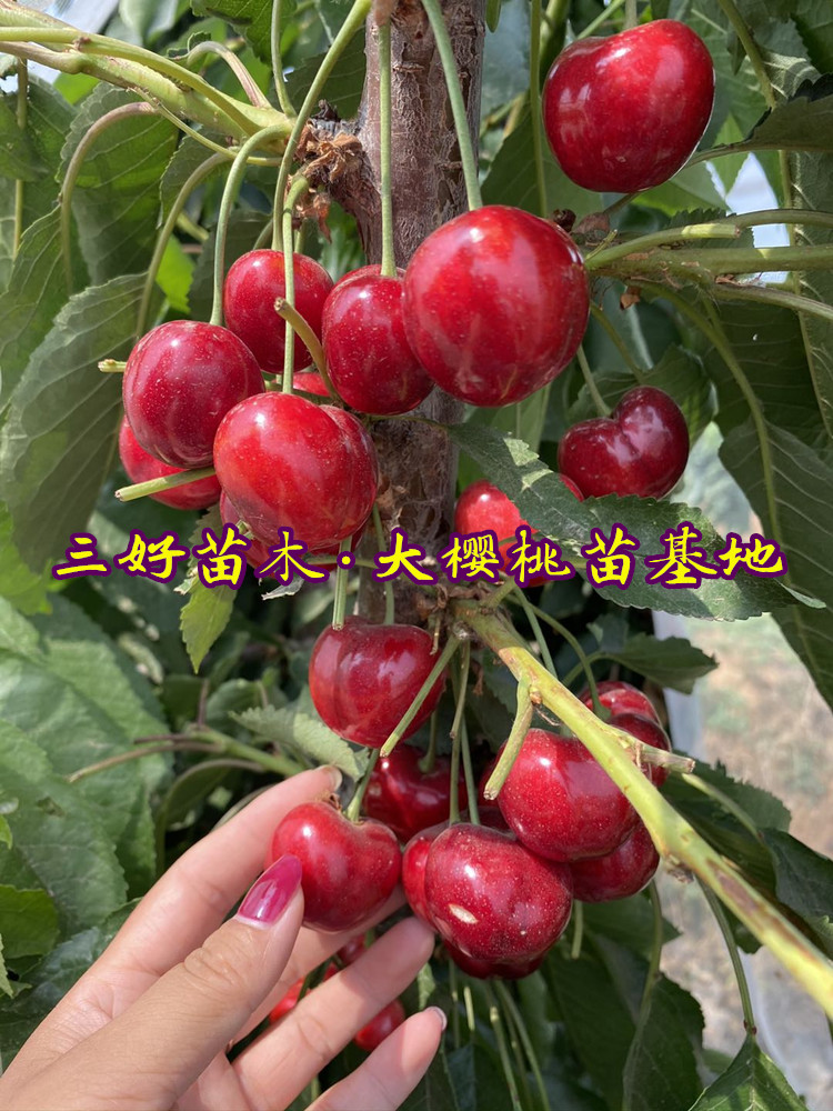 美早樱桃品种特点基地种植区