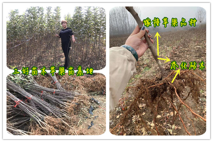 苹果苗哪里正宗种植前景苹果基地