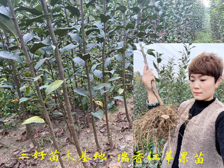 苹果苗哪里正宗种植前景苹果基地