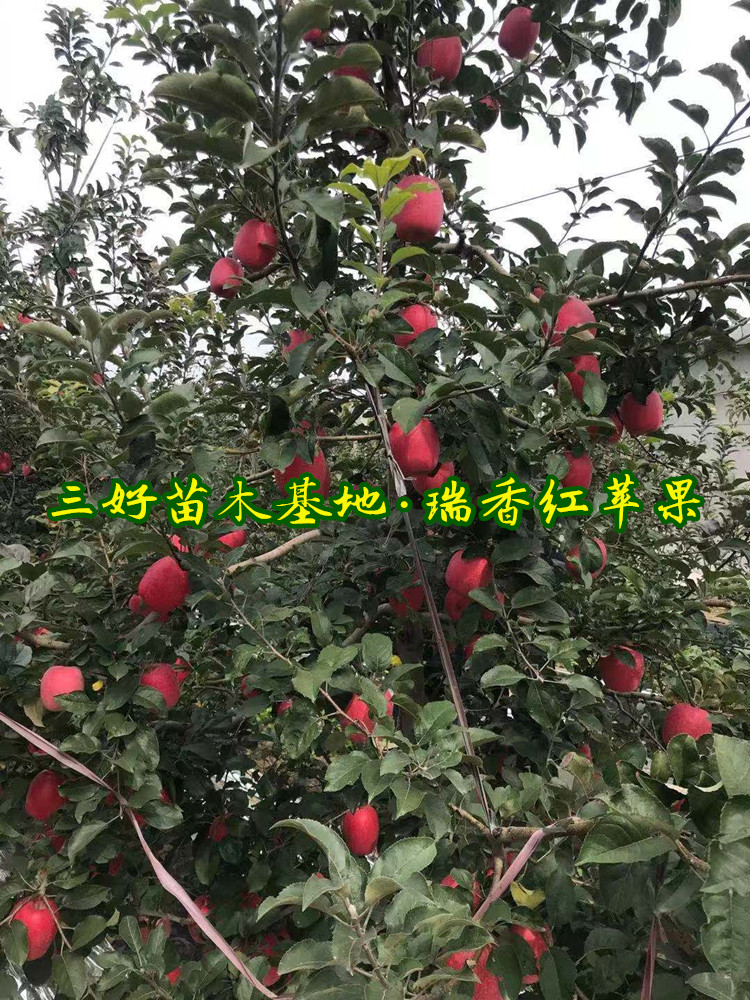 苹果苗亩栽量图文品种介绍