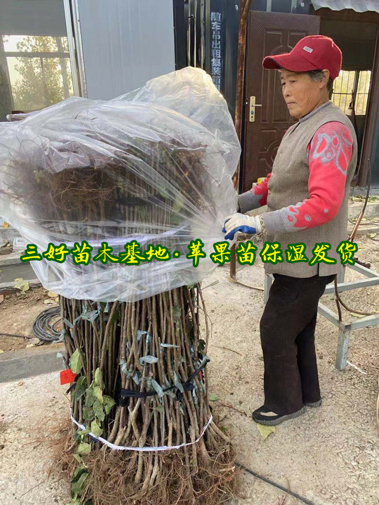 苹果苗亩栽量品种特点晚熟苹果