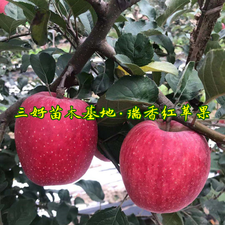 苹果怎么样品种特点苹果价格