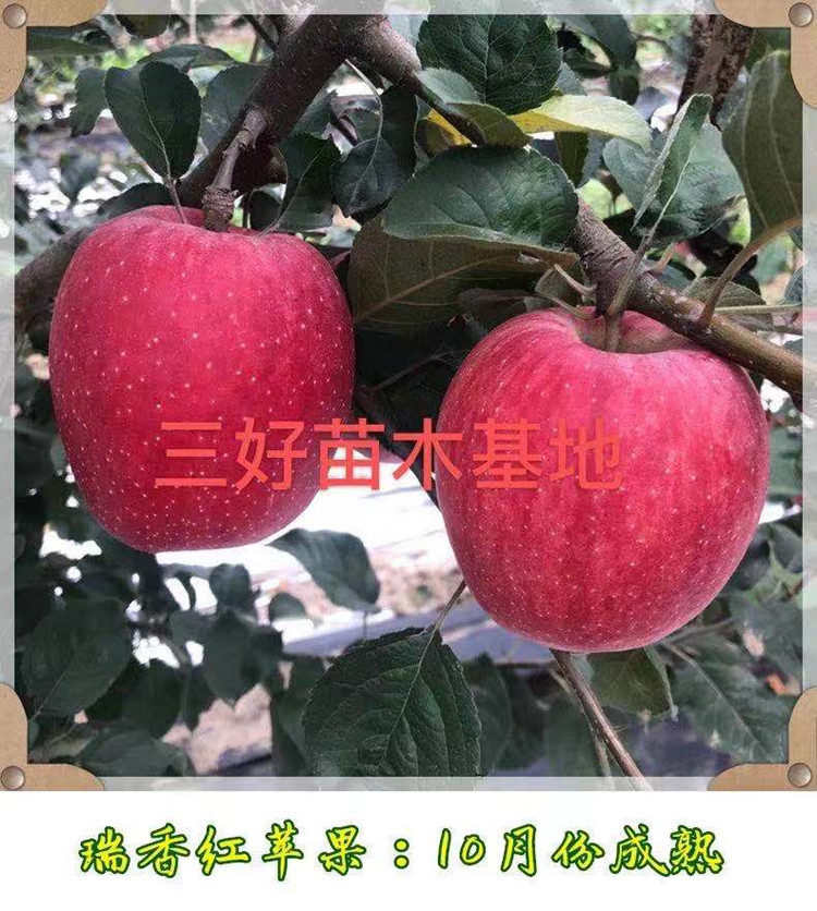 苹果怎么样品种特点苹果价格