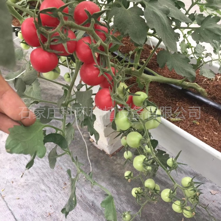 小番茄立体基质栽培槽无土种植设备番茄无土种植定植管理