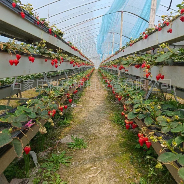 草莓种植槽架子草莓种植槽供应商无土栽培槽怎样种植草莓
