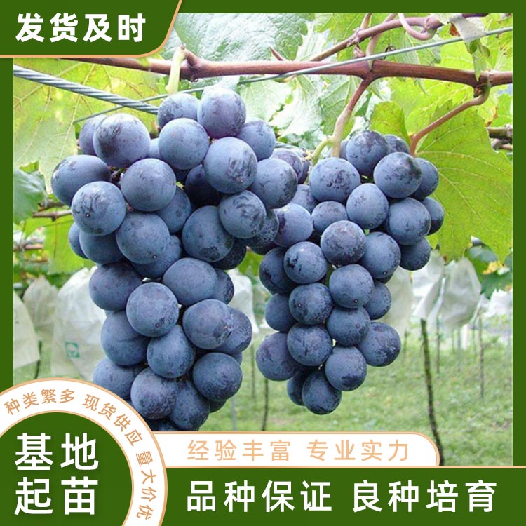 南太湖葡萄苗