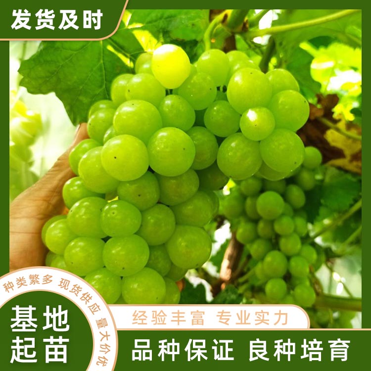 阳光十三葡萄苗